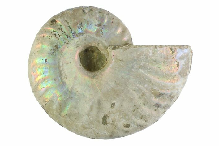 Silver Iridescent Ammonite (Cleoniceras) Fossil - Madagascar #346740